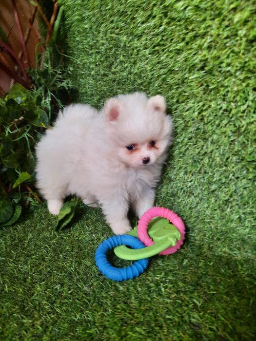 Spitz Alemão Anão MACHO Mini Com LOP e Afixo Criadora Registada PT 308