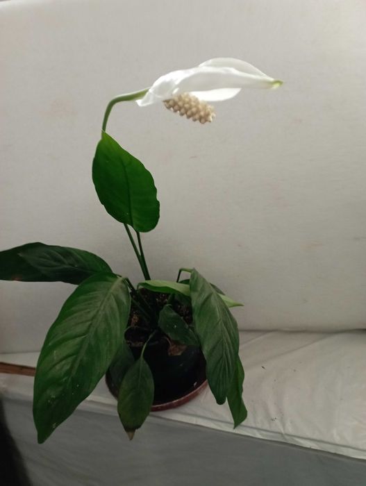 Planta Lírio da Paz