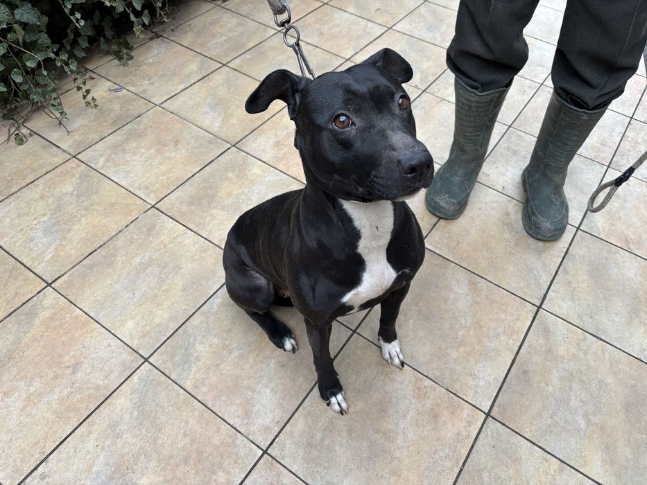 Отдаём молодую сучку Питбуля