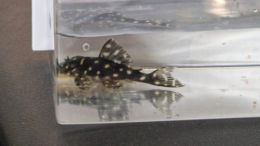 L201 Snowball Pleco