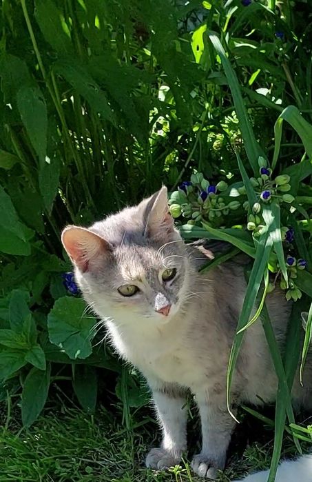 Отдам кошечку Карамелька в добрые ручки.  Котята. Котик.