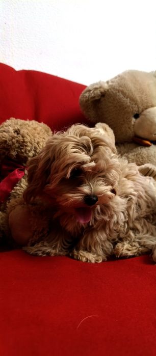 Мальтіпу дівчата міні