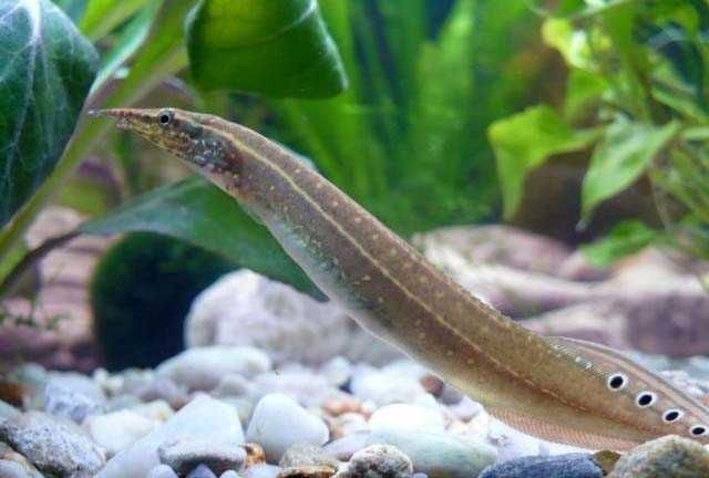 MISIEKZOO - Węgorek Ciernisty tylko 9 zł