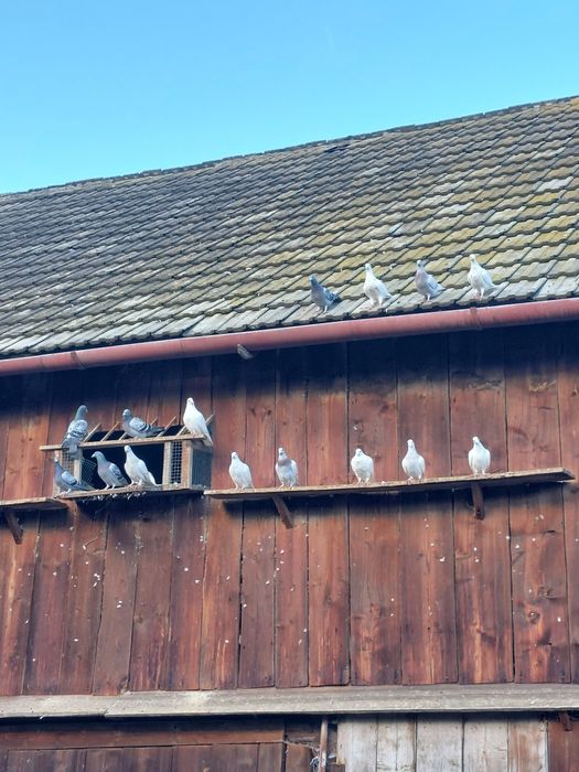 Gołębie pocztowe różne