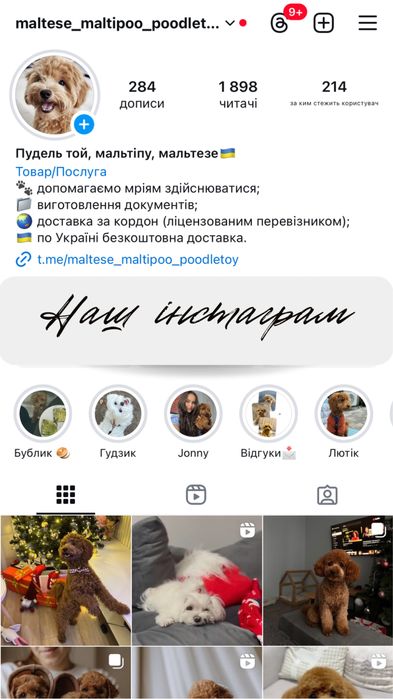 Цуценята мальтійської болонки