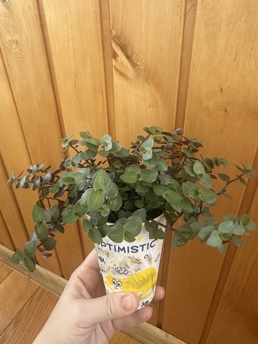 Традесканція нанук, каллізія, заміокулькас