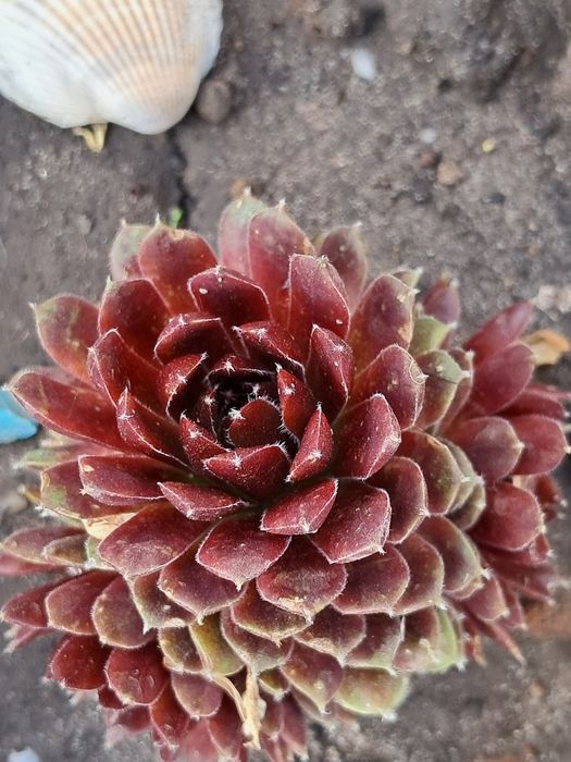 Молодило,або кам'яні Троянди маю велику колекцію.