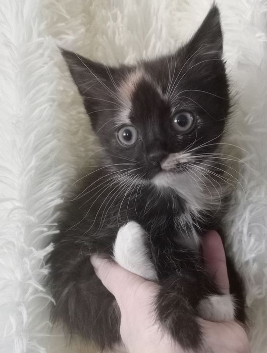 Кошеня дівчинка Марта