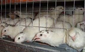 Перепилині інкубаційні і харчові яйця