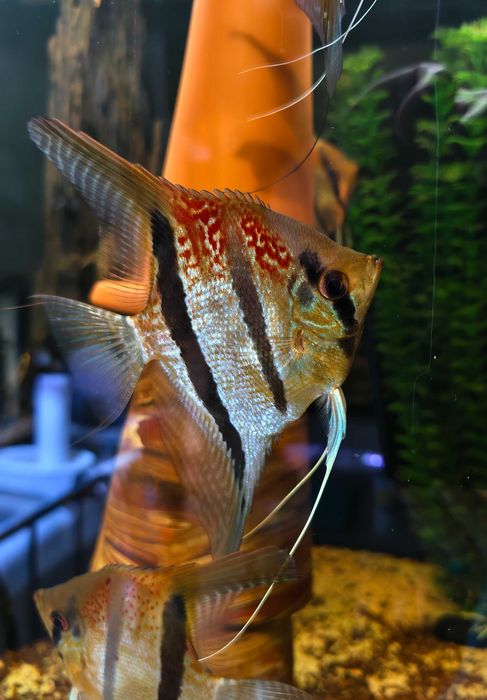 Skalary Santa Isabel, Pterophyllum scalare.