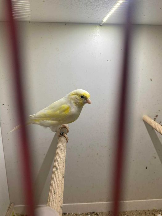 Kanarki 2025 samce samice