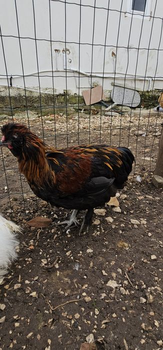Galos cruzados de sedosa