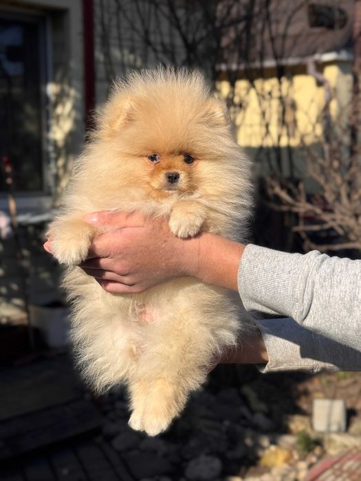 Шикарний Шпіц цуценя