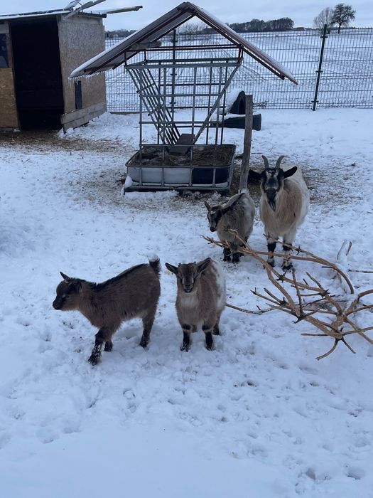 Kózki / koziołki  miniaturowe