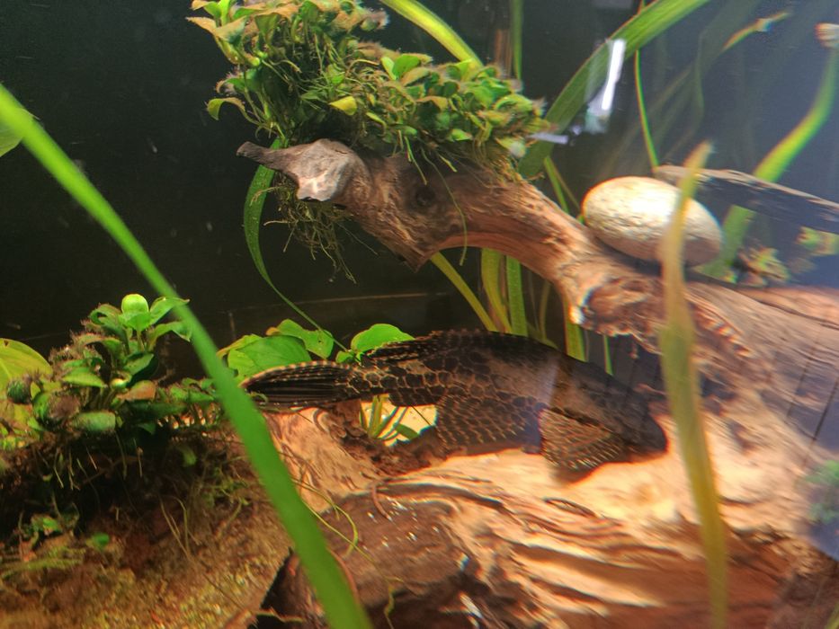 Pleco leopardo 20/25 cm