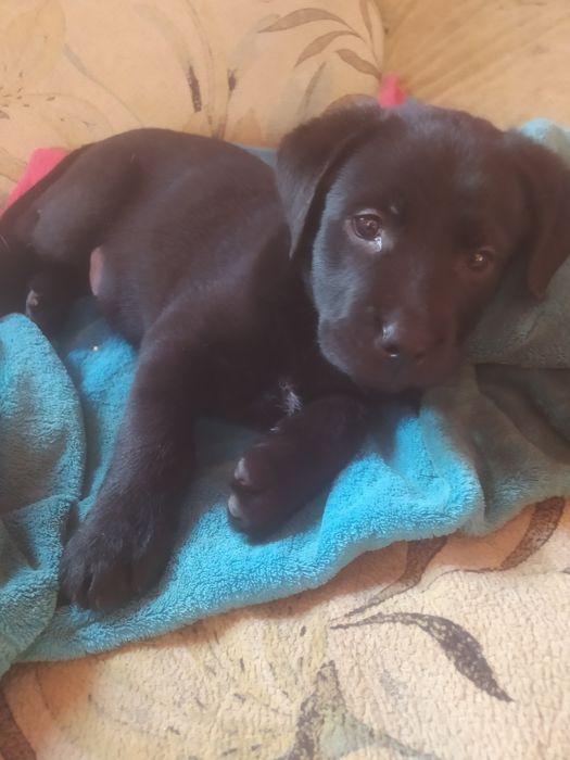 Фото не передає  всієї краси та грації цих чудових малюків.