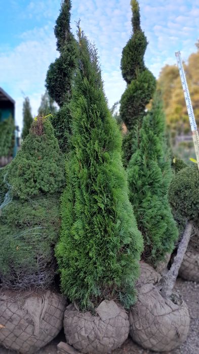 Туя Смарагд  Днепр