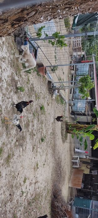 Aves várias para venda, faisões, patos mudos, gansos badoca, fracas, c