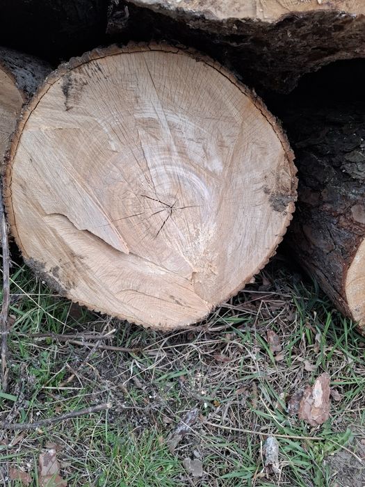 Sprzedam Kłody klonu