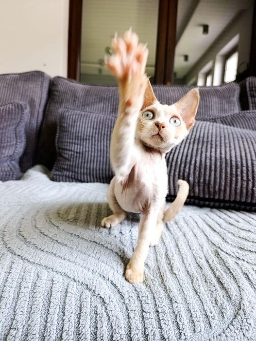 Kotka Devon rex cudo  rodowód FPL