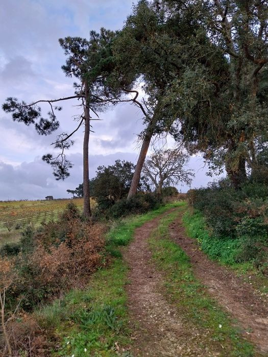 Terreno com árvores fruto