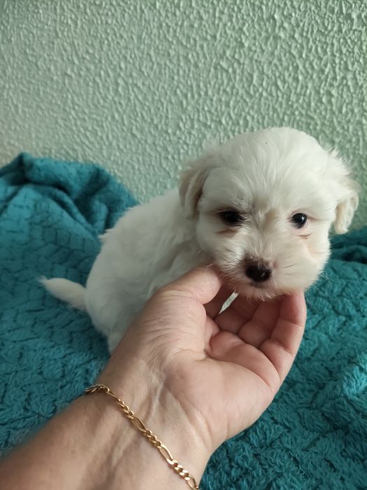 Bichon maltês macho
