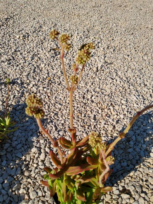 Planta Crassula nudicaulis