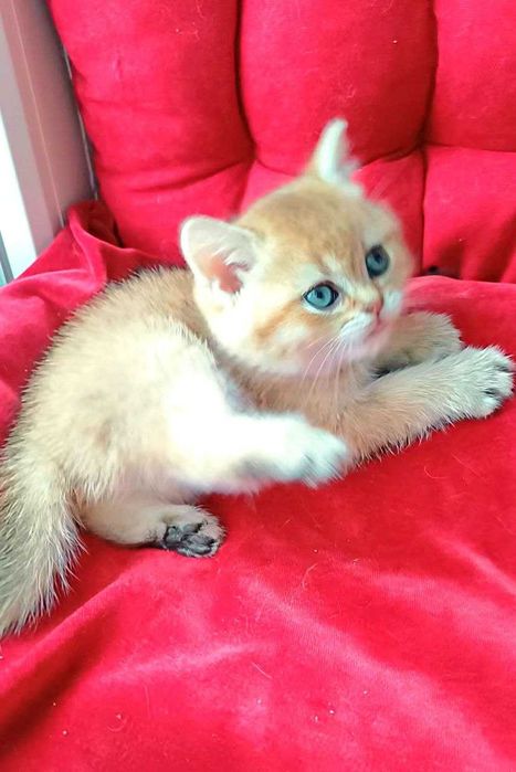 Милі плюшеві антидепресанти