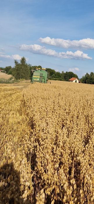 Owies Harnaś rok po centrali