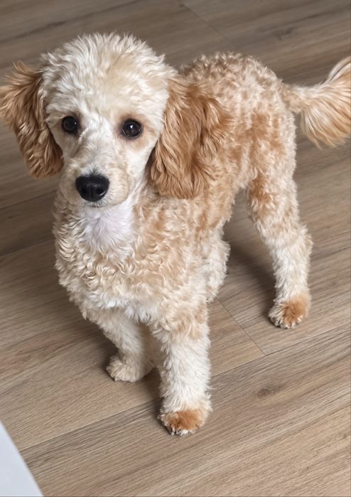 Pudel Toy Piesek