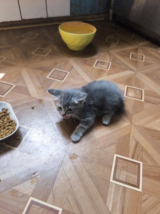 Котята, 1 місяць і неділя