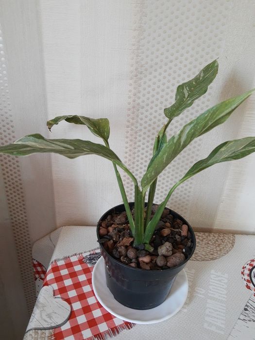 Спатифілум Даймонд