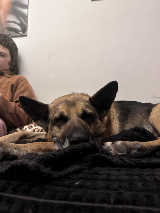 Mercuś Senior owczarek niemiecki do adopcji