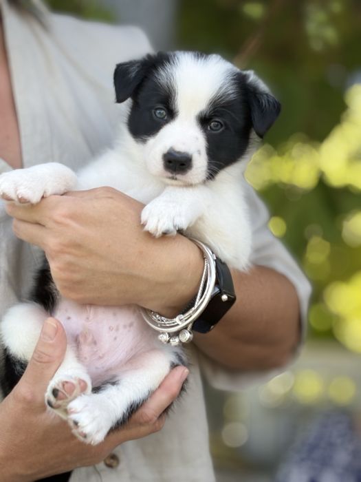 Szczeniak samiec Border Collie FCI piesek po przebadanych rodzicach