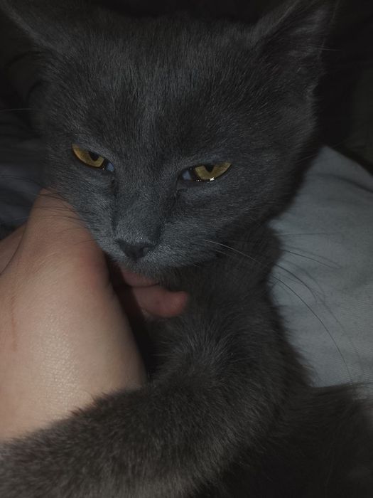 кошенятко в добрі руки!