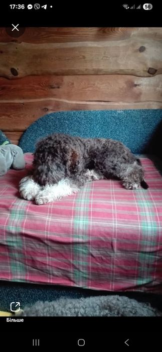 Лаготто романьоло щенята,родовiд FCI