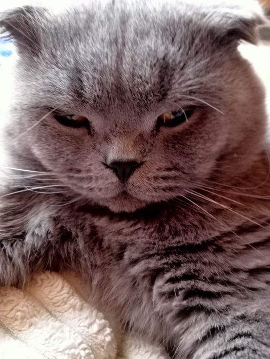 Вязка вислоухие ищет невесту