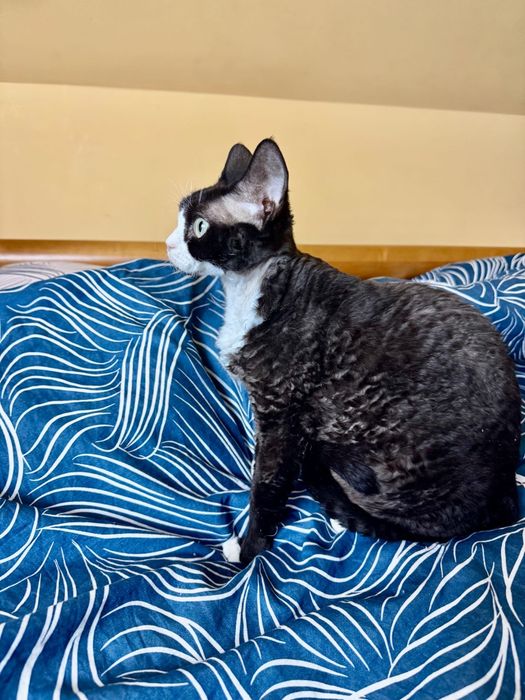 Śliczna Kotka Devon rex