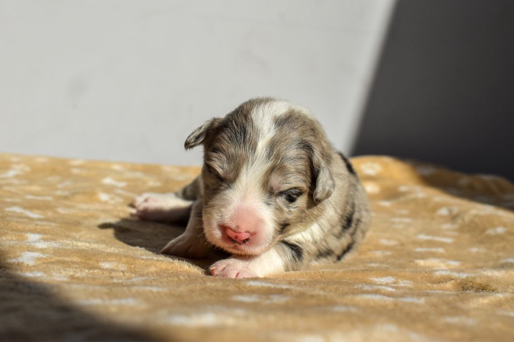 Szczenięta Border Collie FCI ZKwP