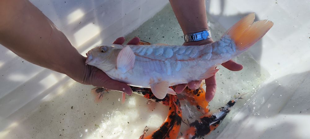 Carpas koi lindíssimas