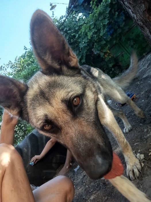 Отдам собаку в хорошие руки