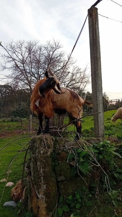 Cabrito chivo cubrição