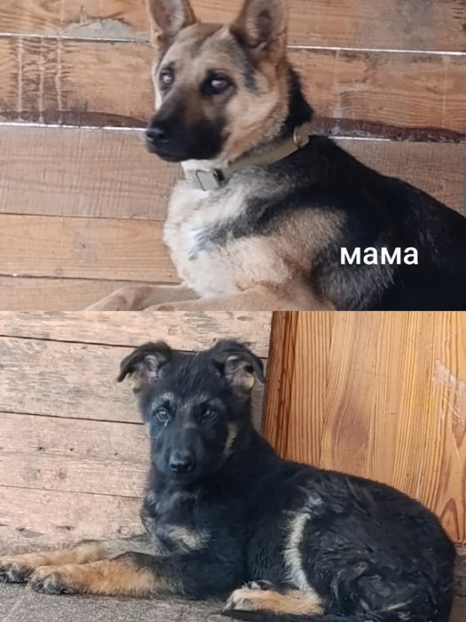 Цуценята німецької вівчарки