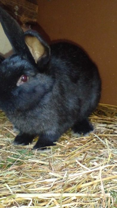 Кролі 5-6 місяці