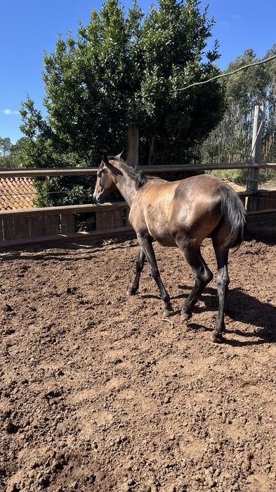 Egua puro sangue lusitano 1 ano