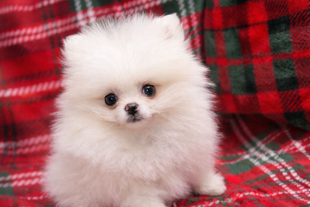 Pomeranian, szpic miniaturowy