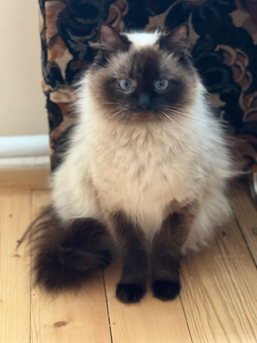 Кошенята з лініі чорних сибірських., бірми та сіама - в добрі руки