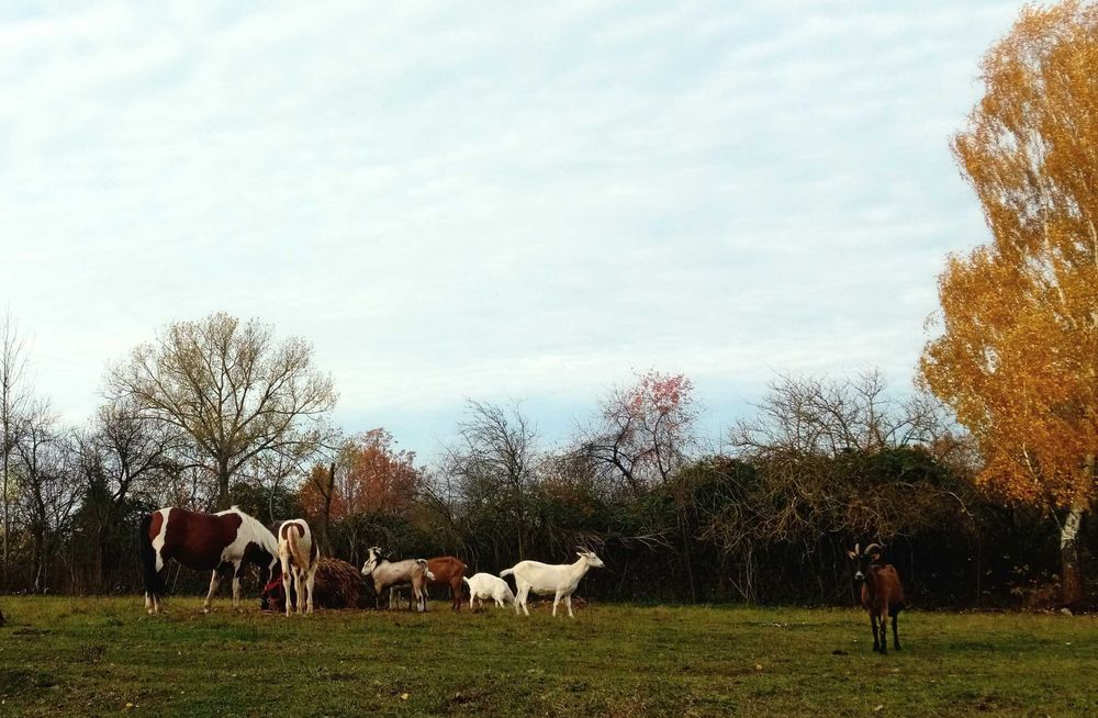 Sprzedam piękną, srokatą klacz i ogierka