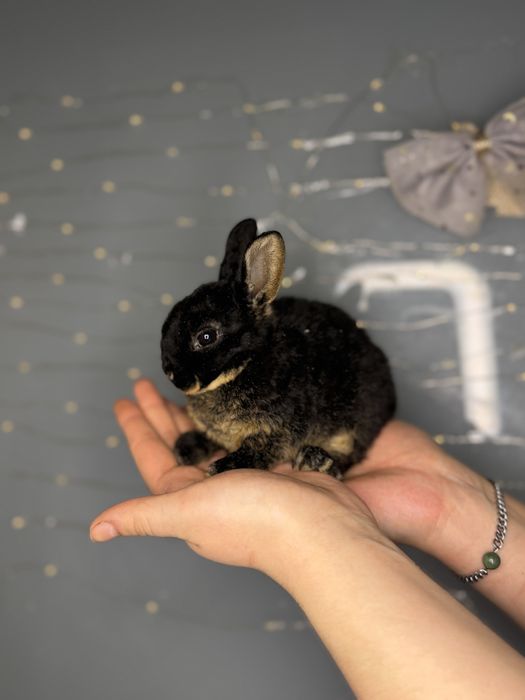 Декоративний висловухий карликовтй кролик баранчик міні