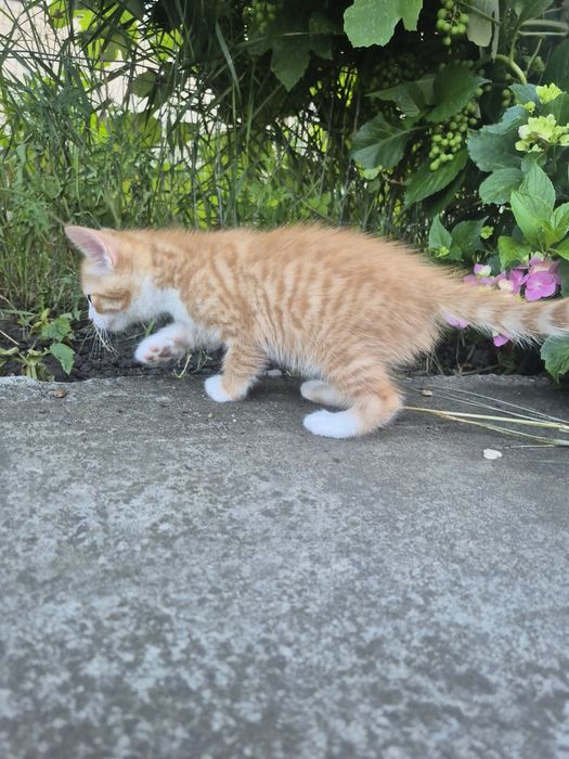 Котик хлопчик 05.05.26